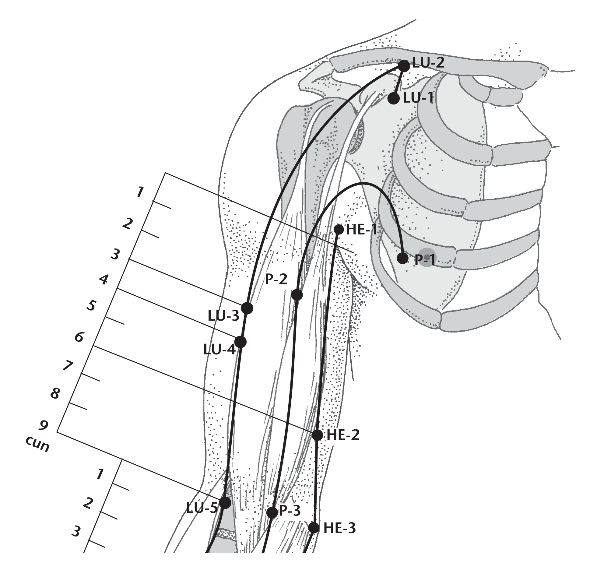 Внутренняя поверхность плеча. Меридиан лёгких точки акупунктуры. Точка p3 акупунктуры. С1 Цзи-цюань. Точка p1 акупунктура.